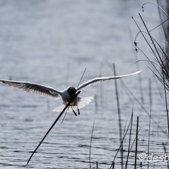 2015-04-28 127brenne