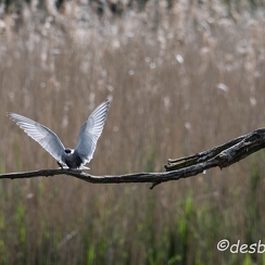 2015-04-28 159brenne