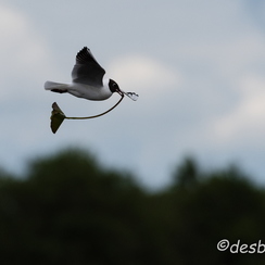 2015-04-28 400brenne