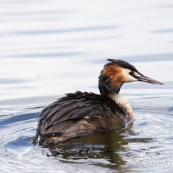 2015-04-28 415brenne