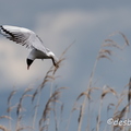 2015-04-28 549brenne