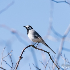 2015-03-17 140brenneD810-2