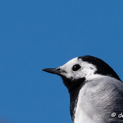 2015-03-17 145brenneD810-4