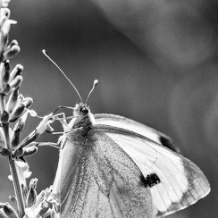 2018-07-02-060papD850-Modifier