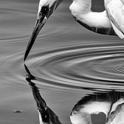 2019-07-11-778leteichD850-Modifier