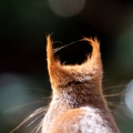 2019-02-11-263montbD850-3