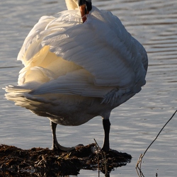 cygnes