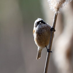 remiz penduline