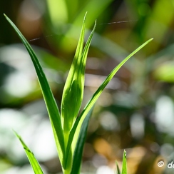 2020-03-15-48macroZ7