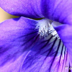 2020-03-28-59macroZ7