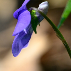 2020-03-28-67macroZ7