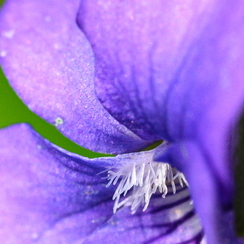 2020-03-28-73macroZ7