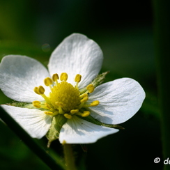 2020-03-28-85macroZ7