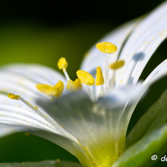 2020-03-28-101macroZ7