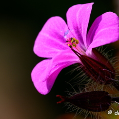 2020-03-28-113macroZ7