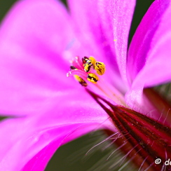 2020-03-28-116macroZ7