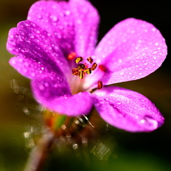 2020-03-28-120macroZ7