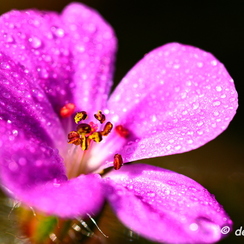 2020-03-28-121macroZ7