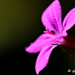 2020-03-28-130macroZ7-2