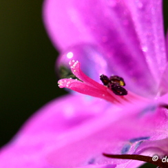 2020-03-28-140macroZ7