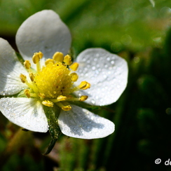 2020-03-28-144macroZ7