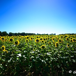 tournesol