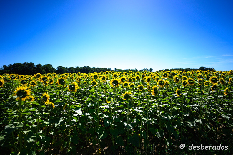 2020-07-07-455tournesolsZ7.jpg