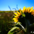 2020-07-07-453tournesolsZ7