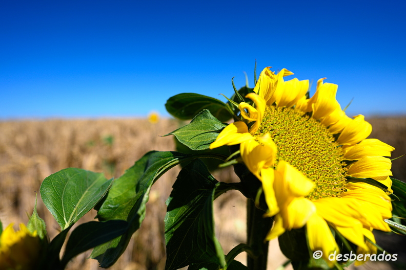 2020-07-07-449tournesolsZ7.jpg