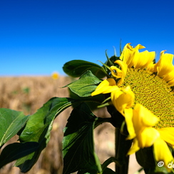 2020-07-07-449tournesolsZ7