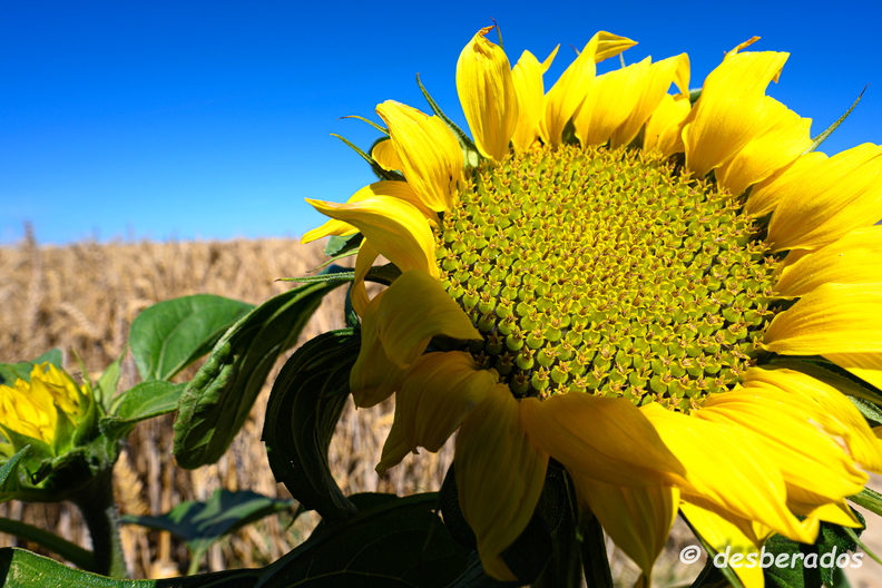 2020-07-07-448tournesolsZ7.jpg