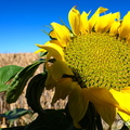 2020-07-07-448tournesolsZ7