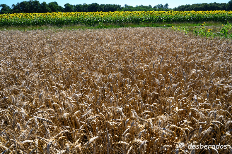 2020-07-07-436tournesolsZ7.jpg