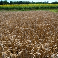 2020-07-07-436tournesolsZ7