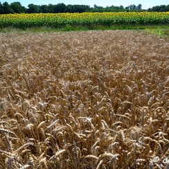 2020-07-07-436tournesolsZ7