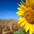 2020-07-07-427tournesolsZ7