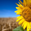 2020-07-07-427tournesolsZ7.jpg