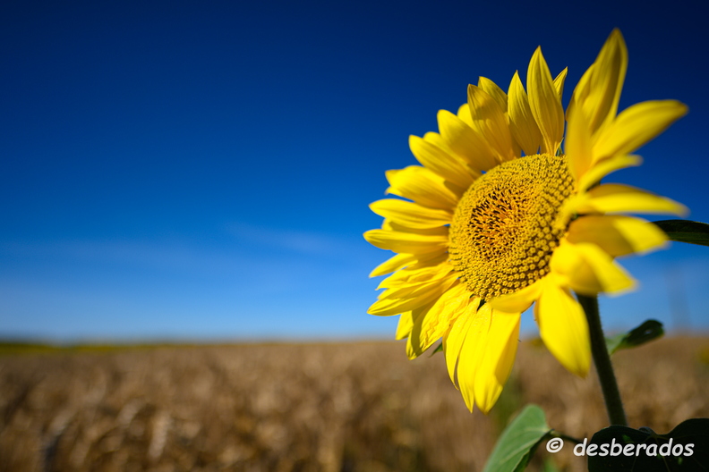 2020-07-07-424tournesolsZ7.jpg