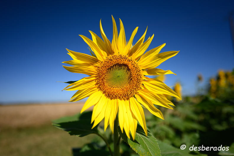 2020-07-07-422tournesolsZ7.jpg