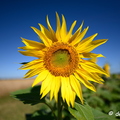 2020-07-07-422tournesolsZ7
