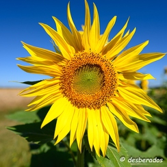 2020-07-07-421tournesolsZ7