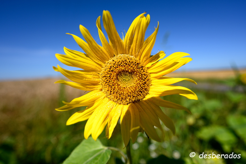 2020-07-07-419tournesolsZ7.jpg