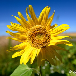 2020-07-07-419tournesolsZ7
