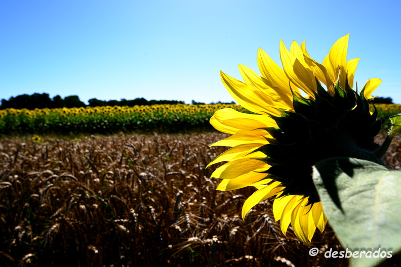 2020-07-07-414tournesolsZ7.jpg