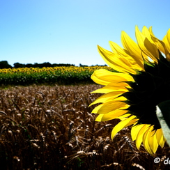 2020-07-07-414tournesolsZ7