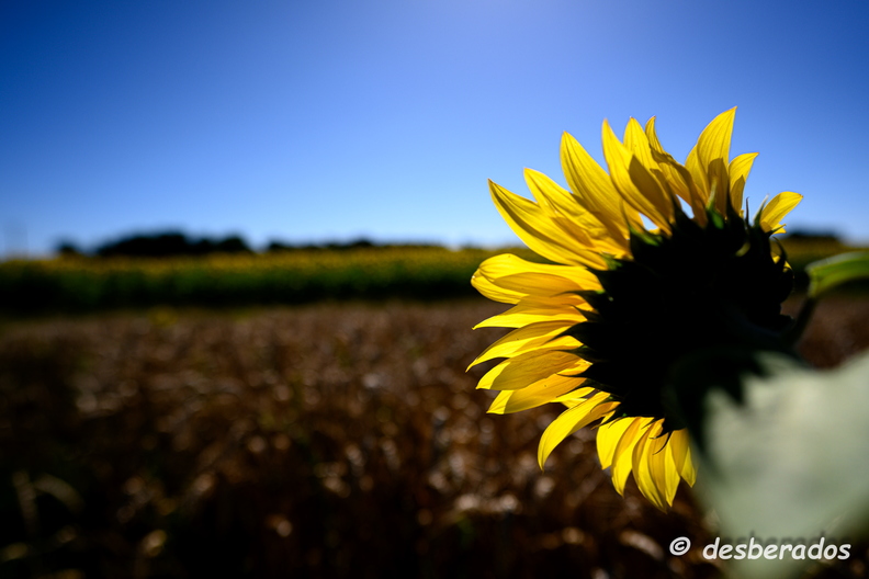 2020-07-07-411tournesolsZ7.jpg