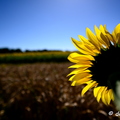 2020-07-07-411tournesolsZ7