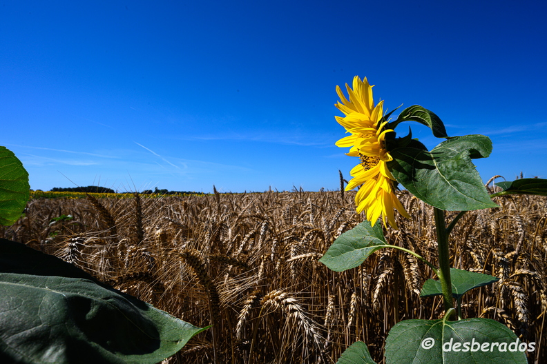 2020-07-07-407tournesolsZ7.jpg