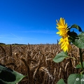 2020-07-07-407tournesolsZ7