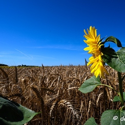 2020-07-07-407tournesolsZ7
